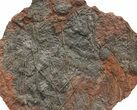 Crinoid (Scyphocrinites) Plate - Museum Quality Display #133089-1